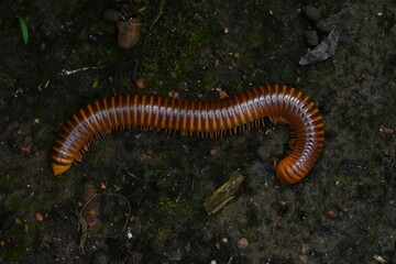 the closeup of a millipede