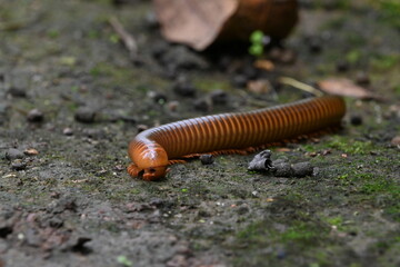 the closeup of a millipede