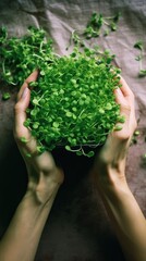 Fototapeta na wymiar Nurturing Greens - A Person Tending to Growing Microgreens. Generative AI