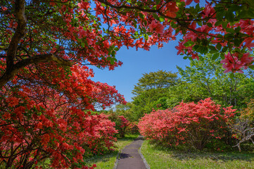 恵山ツツジ公園のツツジ