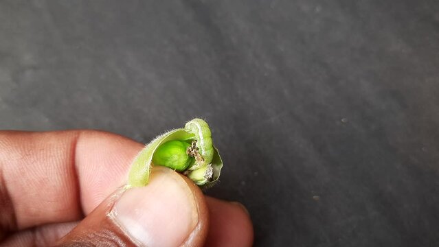 Green caterpillar of the moth eating green chickpeas. This worm lives in greens chickpeas pod  and eats it. Insect  inside green gram. Green bugs. 