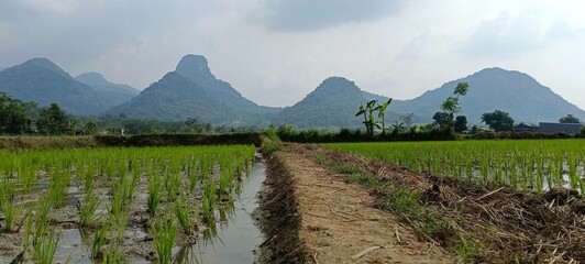 Panoramic view of  mountain scenery and paddys field with fresh green meadows in bloom on a beautiful sunny day in springtime, Karawang Indonesia