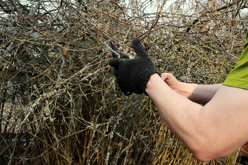 trimming dead shrubs branches