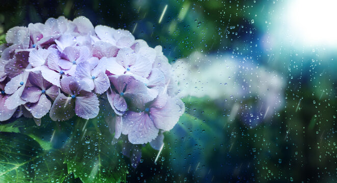 6月、梅雨、滴に濡れた窓越しの紫陽花に降る雨の背景　梅雨前線・天気・季節・日本