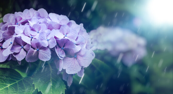 6月、梅雨、紫陽花に降る雨の背景　梅雨前線・天気・季節・日本