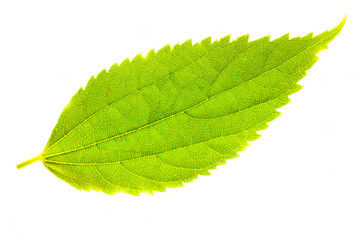 leaf veins green for background