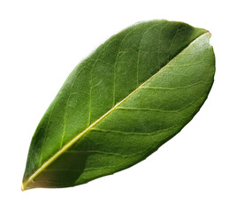 green leaf isolated on white