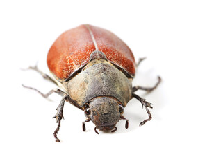 Nature, bug and insect with beetle in studio for environment, zoology and fauna. Animal, natural and wildlife with closeup of creature isolated on white background for mockup, pest and ecosystem
