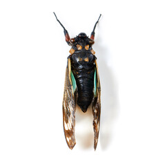Isolated cicada, studio or white background for natural closeup in study, insect or analysis for biology. Bug, animal or zoom of anatomy, back and research with color, body and entomology by backdrop