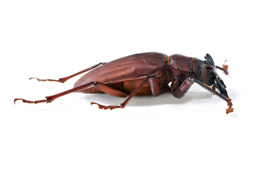 Nature, creature and insect with closeup of beetle in studio for environment, zoology and fauna. Animal, natural and wildlife with bug isolated on white background for mockup, pest and ecosystem