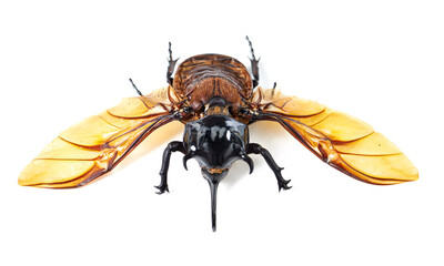 Nature, science and wings of beetle from front on white background, closeup of bug for analysis or wing study. Bugs, insects and museum collection for entomology research, studying and education