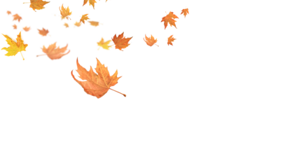 fallen falling autumn leaves background dry empty sky