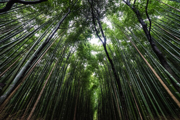 Obraz na płótnie Canvas green bamboo forest in kyoto 