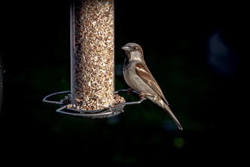 a bird on a feeder