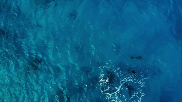 Aerial: Drone Top Shot Of Dolphins Swimming Together Undersea On Sunny Day - Oahu, Hawaii