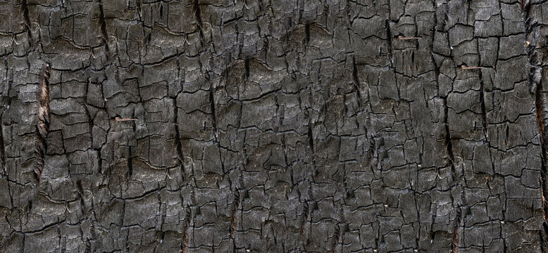 Burned wood texture. Black background, Details on the surface of charcoal, burnt wood texture, Grunge, burning fire, Dark material.