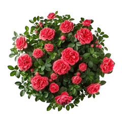 Red Rose Flower Bush Isolated on Transparent Background - Generative AI
