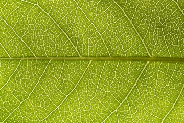 Macro of green leaf, good for background.