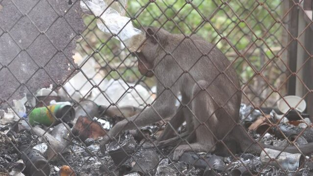A macaque search food on a pile of garbage inside cage