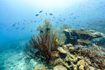 Fototapeta na wymiar Beautiful underwater corals of the Andaman Sea in Thailand.