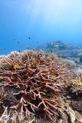 Beautiful underwater corals of the Andaman Sea in Thailand. - 599772506
