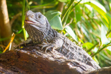 Tuatara on a log