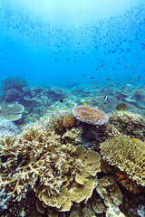 Beautiful underwater corals of the Andaman Sea in Thailand. - 599772529