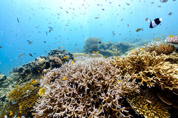 Beautiful underwater corals of the Andaman Sea in Thailand. - 599772533