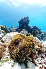 Beautiful underwater corals of the Andaman Sea in Thailand. - 599772537
