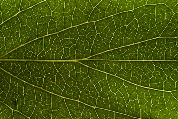 Macro of green leaf, good for background.