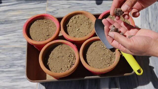 Planting caladium bulbs in pot