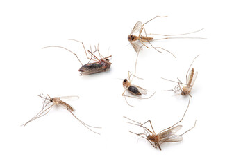 group of dead mosquitoes in white background.