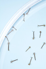 close up of mosquito larvae swim in the water in a petri dishes on blue background.