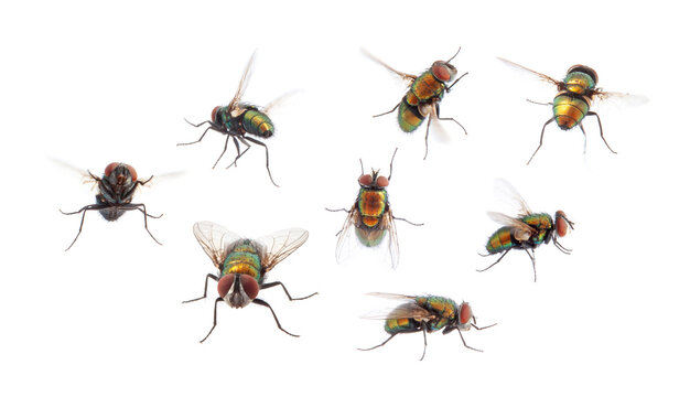 set of housefly insect flying on white background.