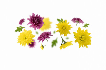 Composition of yellow and pink flower buds on white background. Flying plants in the air. Spring, summer background