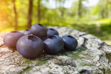 Blueberry. Fresh blueberries on forest background with copyspace. 3d rendering