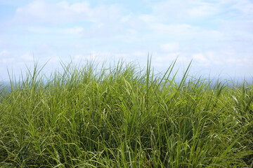 green grass and blue sky