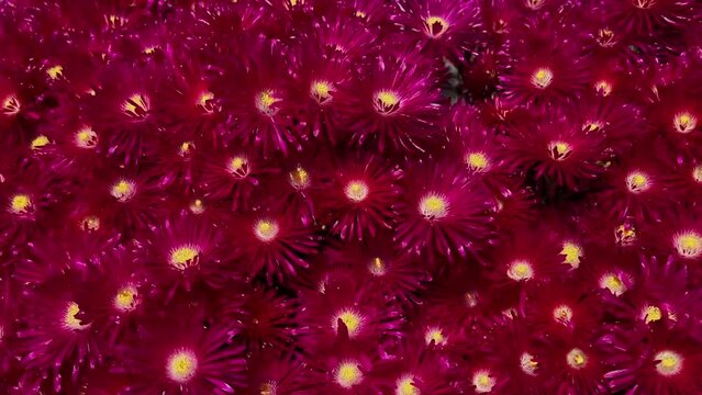 Spring Flowers.Pig face flower . 4K Video. No Audio. (mesembryanthemum)Mesembryanthemum crystallinum in full bloom. Stock Image