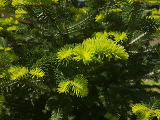 firs twings in spring while growing with two colors of green
