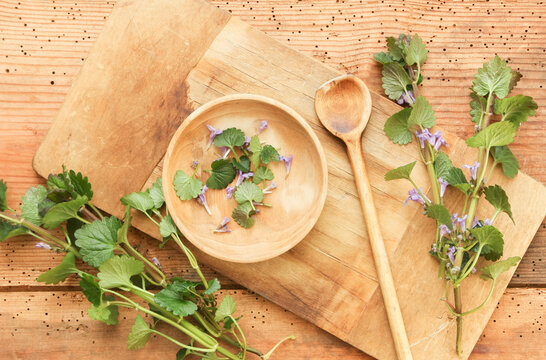 Gundermann Gundelrebe Wildkr&auml;uter frisch Kr&auml;uter sammeln ernten 