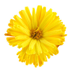 Yellow flower isolated on white background