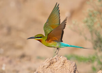 blue tailed bee eater