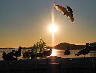 A Dove Landing by the Sunset - Oslo, Norway
