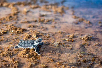 turtle hatchling swimming for the sea