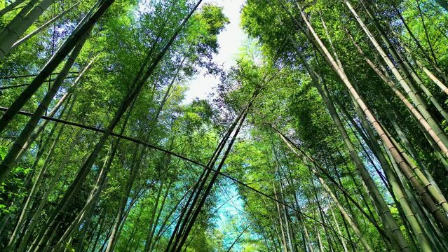 dense bamboo forest
