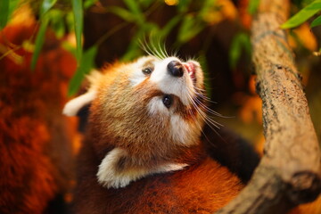 Fototapeta premium レッサーパンダ、Ailurus fulgens、Lesser panda、Red panda、動物園、東京、多摩、日本、動物、哺乳類、可愛い、