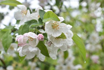 raindrops on the white flowers of a blossoming apple tree
