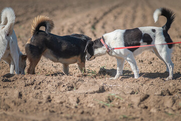 Two dogs playing merrily in the field, on a sunny afternoon.