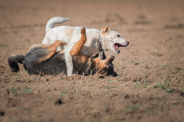 Two dogs playing merrily in the field, on a sunny afternoon.