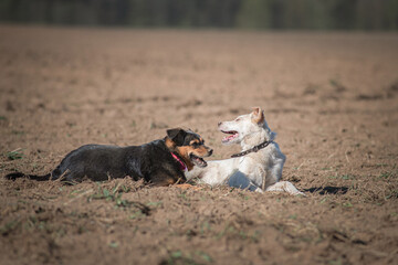 Two dogs playing merrily in the field, on a sunny afternoon.